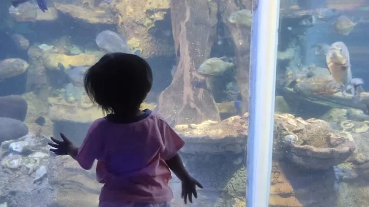 Mengenalkan Kehidupan Biota Laut kepada Anak Melalui Aktivitas Edukatif