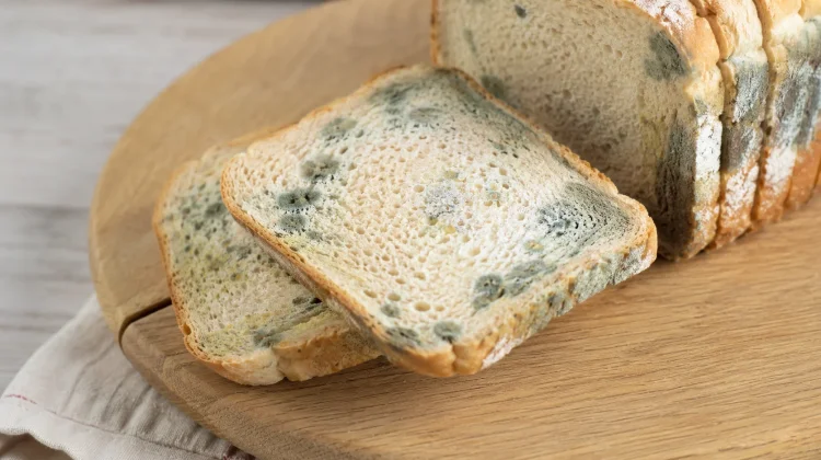 Roti Berjamur Masih Bisa Dimakan? Ini Penjelasan Ahli