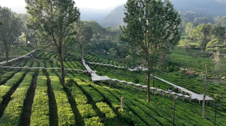 Agrowisata Gunung Mas Puncak Bogor jadi Daya Tarik Wisatawan saat Musim Kemarau