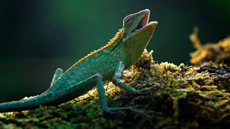 World Lizard Day, Mengenal Reptil yang Punya Peran Penting di Ekosistem