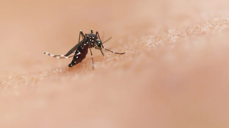 Waspada! El Nino Bawa Kemarau Ekstrem di Jabodetabek, Ancaman Nyamuk Makin Nyata