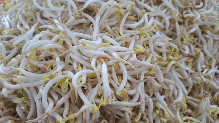 Benarkah Tauge Bisa Membuat Lebih Subur?
