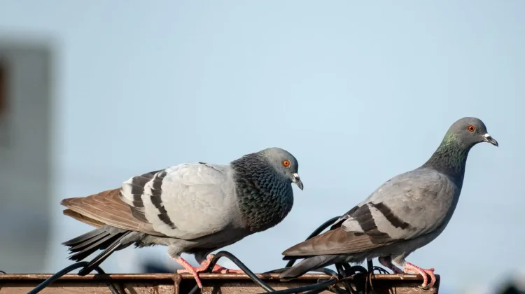 Fakta Unik Burung Merpati, Simbol Kesetiaan dan Kedamaian