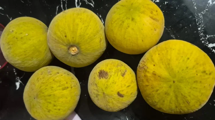 Mengenal Buah Kecapi, Rasa, Kandungan Vitamin, dan Manfaat bagi Tubuh