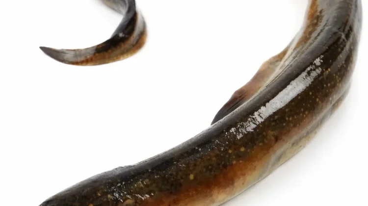 Tak Disangka, Omega-3 Sidat Lampaui Kandungan Salmon