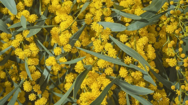 Hari Wattle 1 September, Tradisi Australia Menyambut Musim Semi