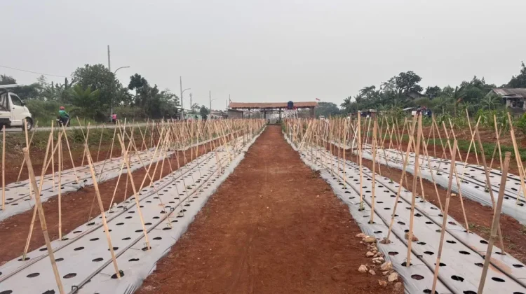 Korem 061/SK Libatkan Kelompok Tani Tanam Tanaman Pangan dijalan Bomang