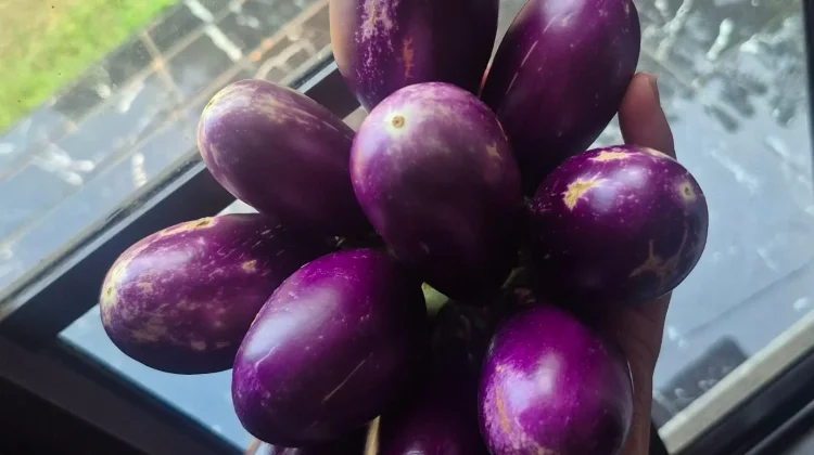 Manfaat, Kenikmatan dan Kandungan Terong Ungu, Tanaman yang Bisa Tumbuh di Rumah