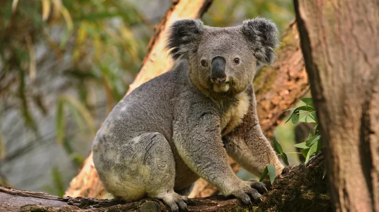Tersisa Kurang dari 80 Ribu di Alam Liar, Koala Kini Terancam Punah