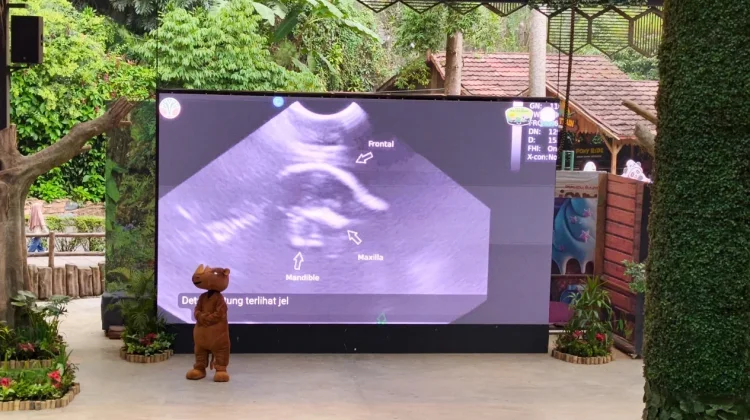 Dua Badak Sumatra Bunting, Diprediksi Melahirkan April-Mei 2027