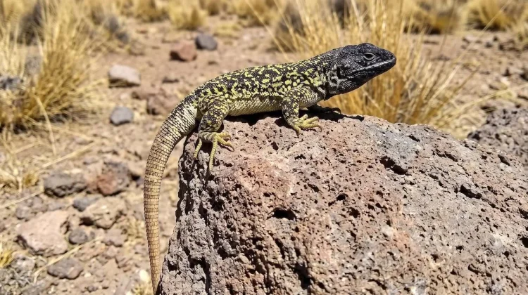 Liolaemus arequipensis, Spesies Kadal Baru dari Pegunungan Andes Peru