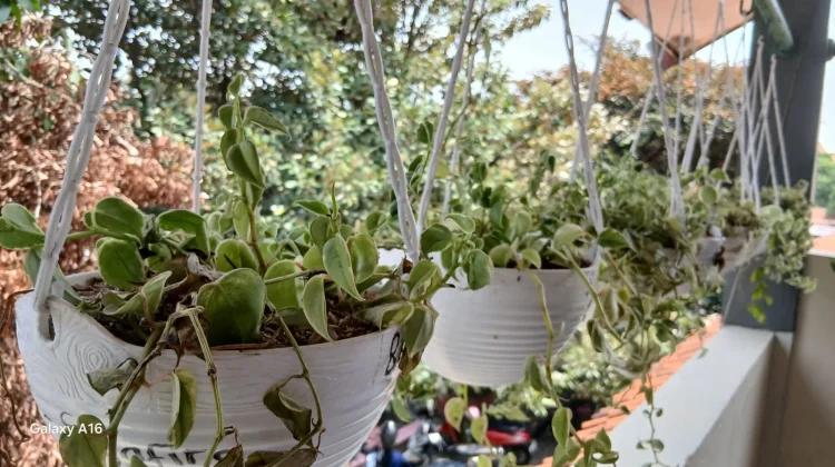 Peperomia Cupid Variegata, Tanaman Gantung Cantik yang Mudah Dirawat ...