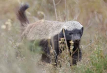 Tak Takut Singa dan Cobra, Siapa Sebenarnya Honey Badger?