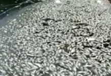 DLH Kabupaten Bogor Ungkap Hasil Uji Lab Pencemaran Situ Citongtut