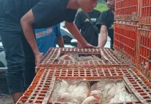 Truk Fuso Terguling di Cibinong, Ratusan Ayam Berhamburan ke Jalan Raya
