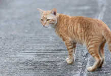 Menabrak Kucing Tidak Membawa Sial Menurut Ajaran Islam