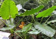 Pesona Talas Raksasa Hijau di Kebun Raya Bogor