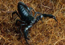 Gigantometrus Swammerdami, Kalajengking Terbesar yang Tak Mematikan