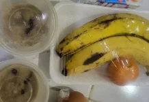 WALHI Desak BGN Gunakan Wadah Ramah Lingkungan
