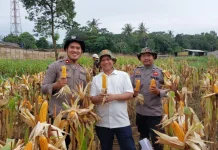 Gunung Putri Sukses Panen Jagung Hibrida Program Ketahanan Pangan