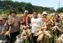 Polsek Babakan Madang Bersama Poktan Pancar Harapan Panen Jagung