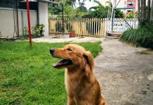 Sumatera Utara Pimpin Populasi Anjing Terbanyak di Indonesia