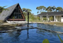 Agrowisata Gunung Mas Hadirkan Inovasi Penginapan Ditengah Kebun Teh