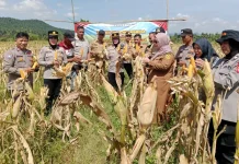 Polsek Kemang Bogor Panen Jagung Hibrida