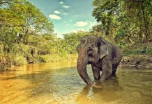 Komitmen Besar Indonesia Lindungi Habitat Gajah Sumatra
