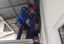 Damkar Parung Bogor Evakuasi Biawak dan Tokek dari Atas Plafon Rumah Warga