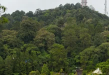 Akses Hutan Dibuka, Pemerataan Manfaat Masih Jadi Tantangan