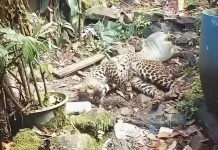Kronologis Macan Tutul Terjerat di Tugu Selatan Puncak Bogor