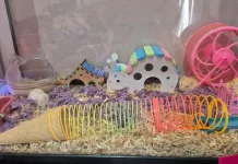 Ketahui Tips Memelihara Hamster agar Tidak Bau di Rumah