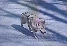 Serigala Lepas dari Kebun Binatang, Warga Korea Selatan Diimbau Waspada