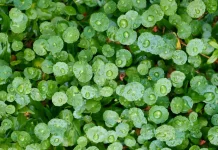 Ketahui Manfaat Kandungan Centella Asiatica bagi Kecantikan