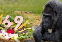 Gorila Tertua di Dunia Berusia 69 Tahun, Hidup Sehat di Berlin Zoo