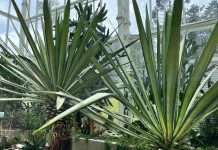 Si Pedang Berduri, Koleksi Kaktus Unik di Kebun Raya Cibodas