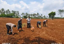 Kapolsek Rumpin Gerakan Anggota Tanam Satu Hektar Jagung Hibrida