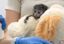 Bayi Monyet di Meksiko Bertahan Hidup dengan “Ibu” Boneka setelah Ditolak Induknya