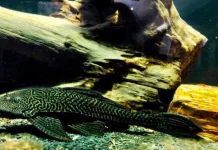 MUI Soroti Metode Pembasmian Ikan Sapu-Sapu Tidak Beretika