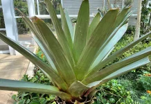 Keindahan Bromelia Jadi Daya Tarik Kebun Raya Cibodas