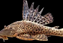 Fakta Unik Masifnya Perkembangbiakan Ikan Sapu-sapu Ciliwung