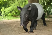 World Tapir Day, Mengenal Satwa Unik yang Terancam Punah