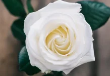 Lirik Lagu Pop Sunda Mawar Bodas