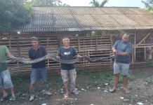 Ular Masuk Rumah saat Musim Hujan: Penyebab dan Cara Mencegahnya