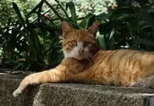 Cara Mengatasi Kucing Liar yang Sering Masuk ke Area Kebun