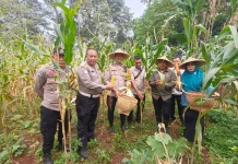 Dukung Ketahanan Pangan, Kapolsek dan Kades Parung Bogor Panen Jagung
