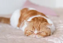 Jangan Salah Paham, Kedipan Perlahan Kucing Bisa Jadi Bentuk Kasih Sayang