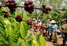 Nyaris Satu Ton Kopi Robusta Hasil Panen Dicuri di Babakan Madang Kabupaten Bogor