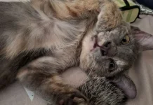 Bukan Sekadar Hiasan, Ini Fungsi Penting Kumis pada Kucing